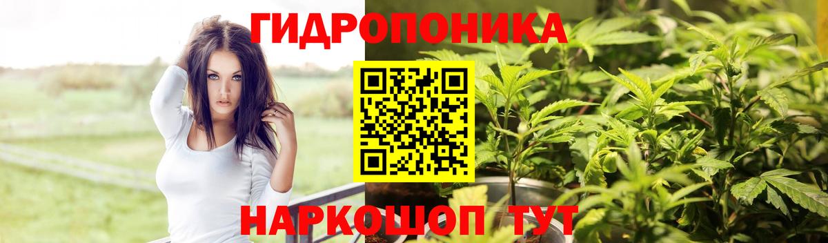 Конопля планчик Миллерово